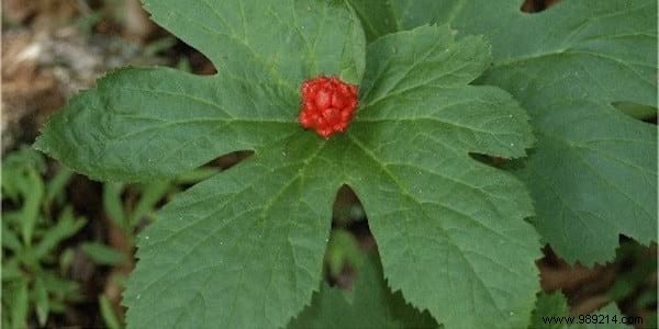 16 Proven Natural Gargles to Soothe and Heal a Sore Throat