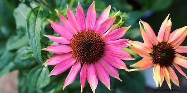 16 Proven Natural Gargles to Soothe and Heal a Sore Throat