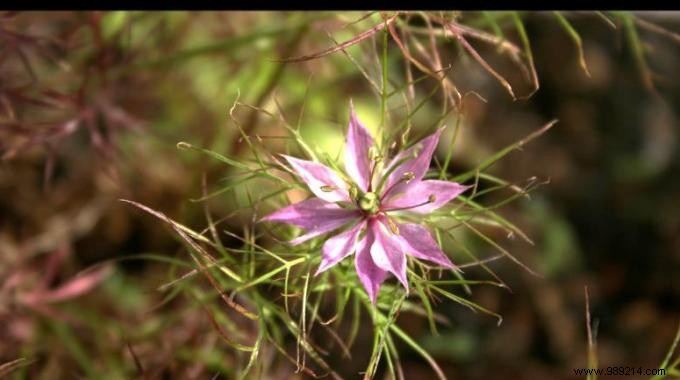 Nigella (Black Cumin): The Powerful Plant with Proven Health and Beauty Benefits