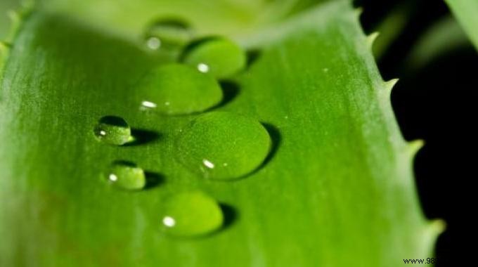 5 Proven Benefits of Aloe Vera for Skin Health, Immunity, and Wellness