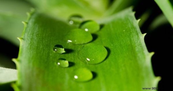 5 Proven Benefits of Aloe Vera for Skin Health, Immunity, and Wellness