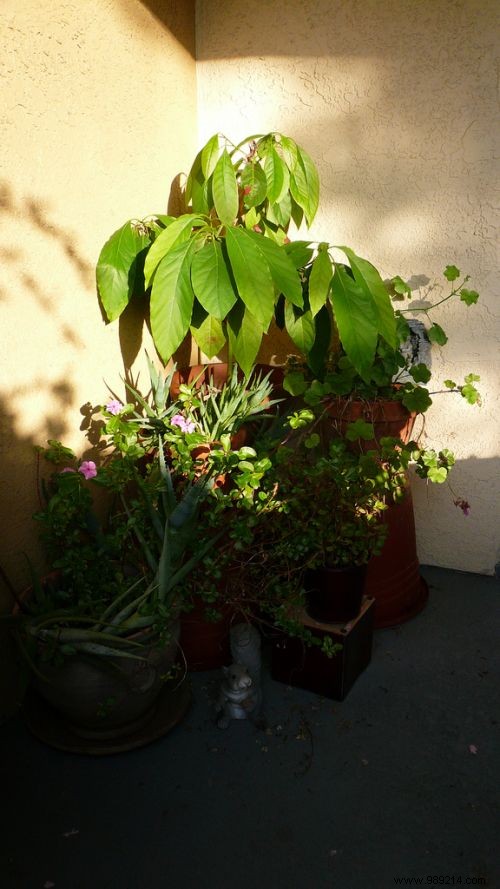 5 Proven Benefits of Aloe Vera for Skin Health, Immunity, and Wellness