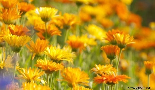 Natural Remedies for Conjunctivitis: Safe, Effective Tips for Adults and Children