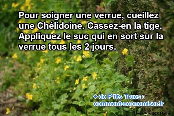 Grandma s Time-Tested Celandine Remedy for Safe Wart Removal