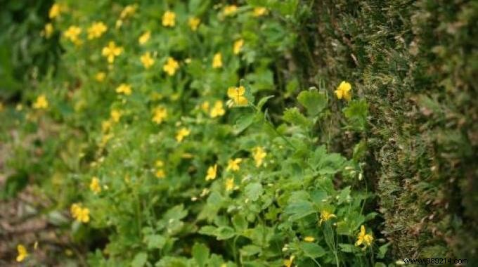 Grandma s Time-Tested Celandine Remedy for Safe Wart Removal