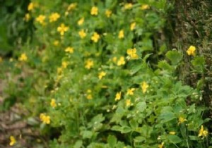 Grandma s Time-Tested Celandine Remedy for Safe Wart Removal