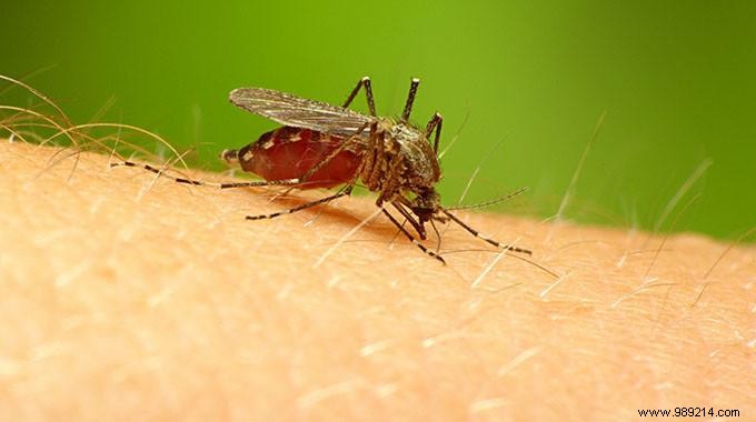 Quick Salt Remedy: Relieve Mosquito Bites in Just 2 Minutes