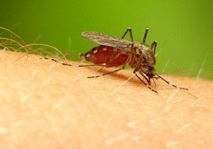 Quick Salt Remedy: Relieve Mosquito Bites in Just 2 Minutes