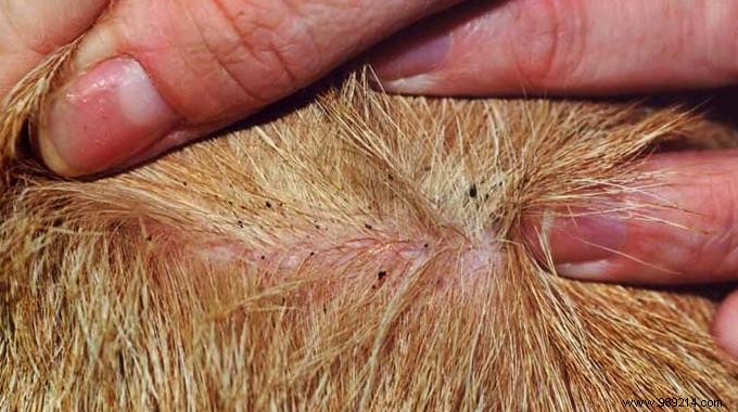 Effective Natural Flea Repellent for Dogs and Cats: Simple Chamomile Remedy