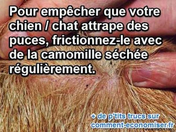 Effective Natural Flea Repellent for Dogs and Cats: Simple Chamomile Remedy