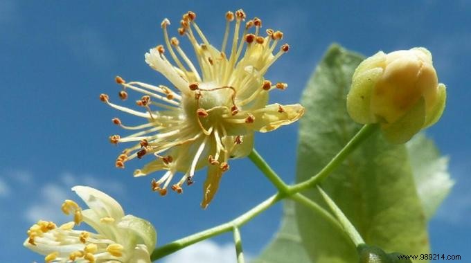 Natural Stress Relief: Orange Blossom Infusion for Anxiety and Nervousness