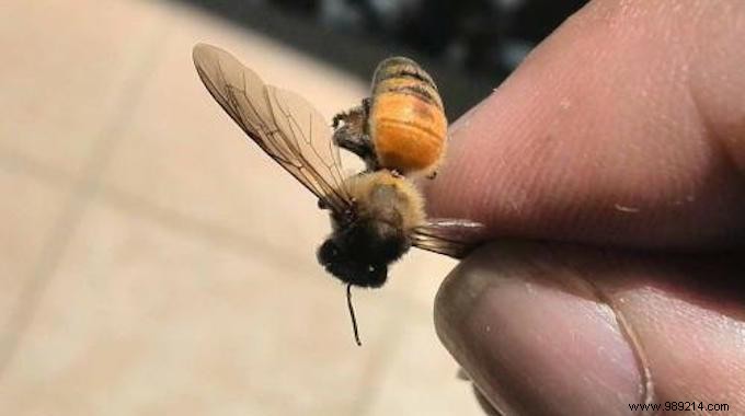 U.S. EPA Confirms After 20 Years: World s Most Used Pesticide Imidacloprid Kills Bees