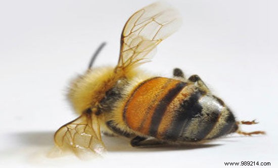 U.S. EPA Confirms After 20 Years: World s Most Used Pesticide Imidacloprid Kills Bees