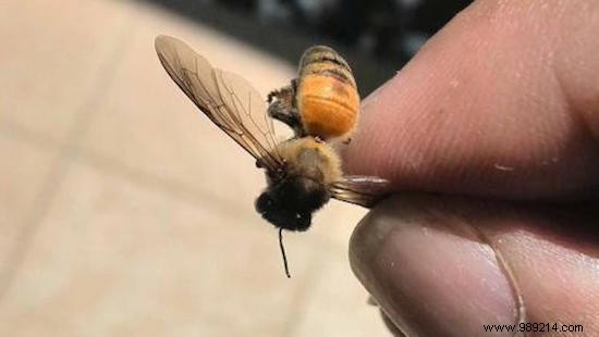 U.S. EPA Confirms After 20 Years: World s Most Used Pesticide Imidacloprid Kills Bees