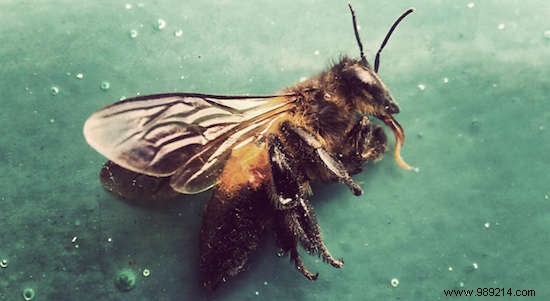 U.S. EPA Confirms After 20 Years: World s Most Used Pesticide Imidacloprid Kills Bees