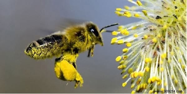 6 Lesser-Known Health Benefits of Bee Pollen for Energy, Vitality, and Wellness