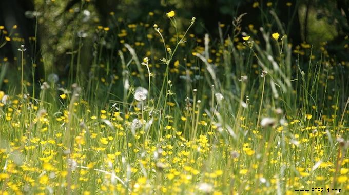 Spring Allergy Remedies: Expert Tips to Combat Pollen Symptoms Effectively