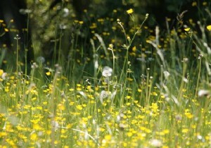 Spring Allergy Remedies: Expert Tips to Combat Pollen Symptoms Effectively