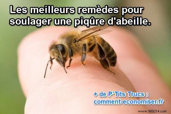 14 Proven Home Remedies for Bee Stings: Fast, Natural Pain Relief