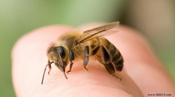 14 Proven Home Remedies for Bee Stings: Fast, Natural Pain Relief