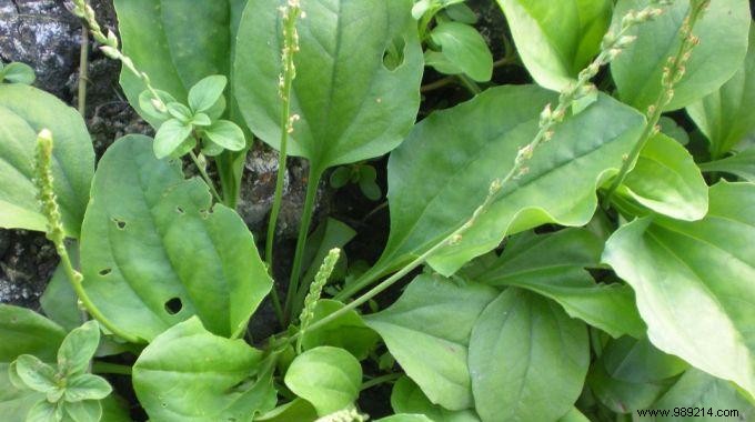 Grandma s Proven Natural Remedy for Instant Nettle Sting Relief