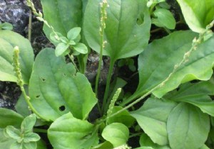 Grandma s Proven Natural Remedy for Instant Nettle Sting Relief