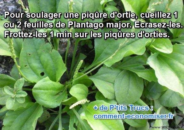 Grandma s Proven Natural Remedy for Instant Nettle Sting Relief