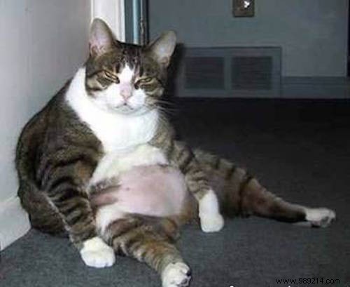 7 Proven Tips to Eat Organic on a Budget