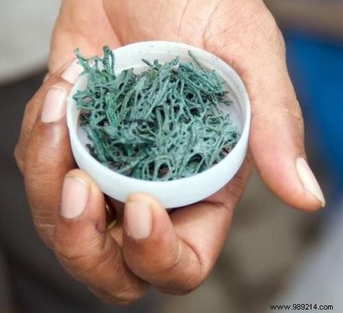 Top 15 Plant-Based Protein Sources: Nutrient-Dense Foods for Vegetarians