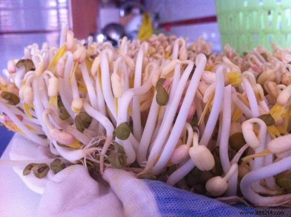 Top 15 Plant-Based Protein Sources: Nutrient-Dense Foods for Vegetarians