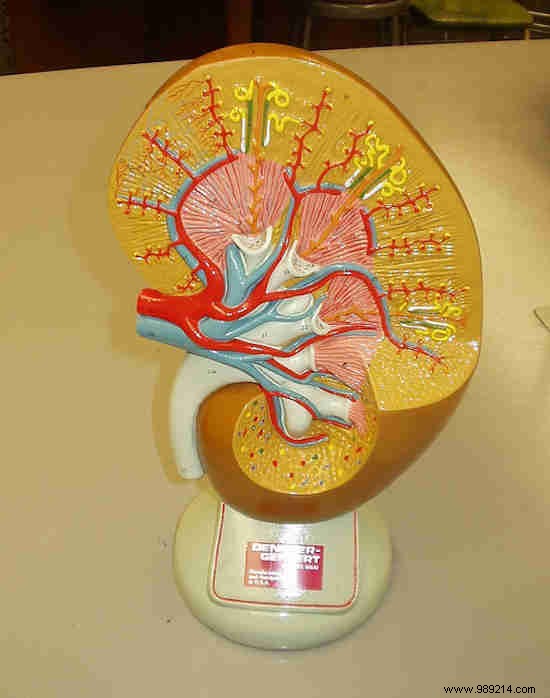 8 Science-Backed Benefits of Quitting Diet Coke