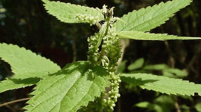 How to Quickly Soothe Nettle Stings: Proven Natural Remedies