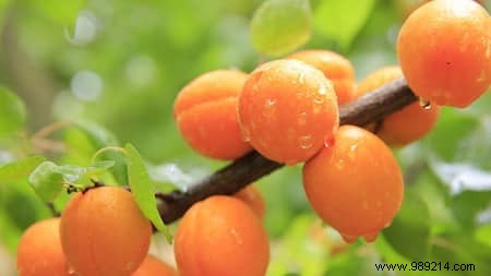 29 Science-Backed Superfoods: The World s Most Nutrient-Dense Foods for Better Health