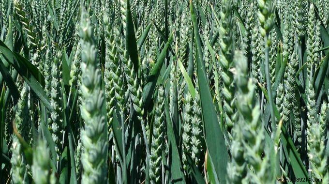 9 Proven Health and Beauty Benefits of Oats