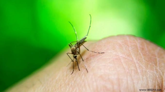 Stop Mosquito Bite Itching Naturally with Fresh Parsley: A Proven Home Remedy