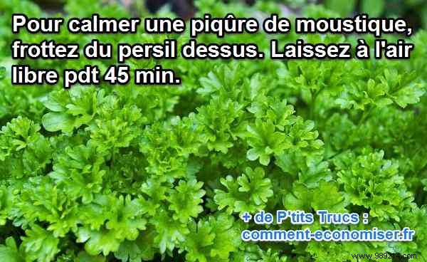 Stop Mosquito Bite Itching Naturally with Fresh Parsley: A Proven Home Remedy