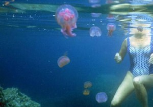 Fast Relief for Jellyfish Stings: Proven White Vinegar Home Remedy