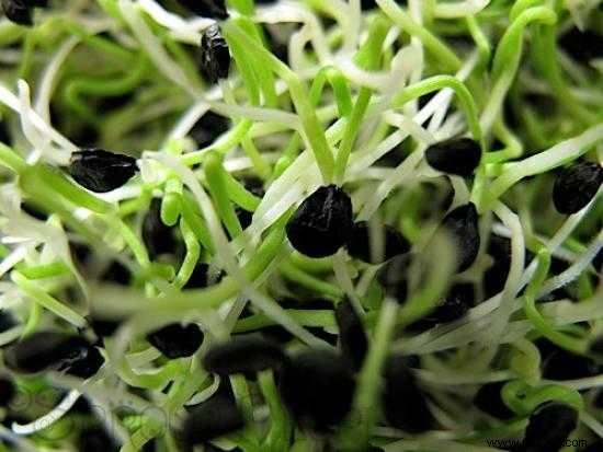 Struggling to Digest Garlic? Sprout It for Easy Digestion and Maximum Health Benefits