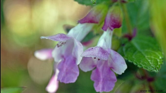 Grandma s Proven Lemon Balm Tea: A Natural Way to Ease Hot Flashes