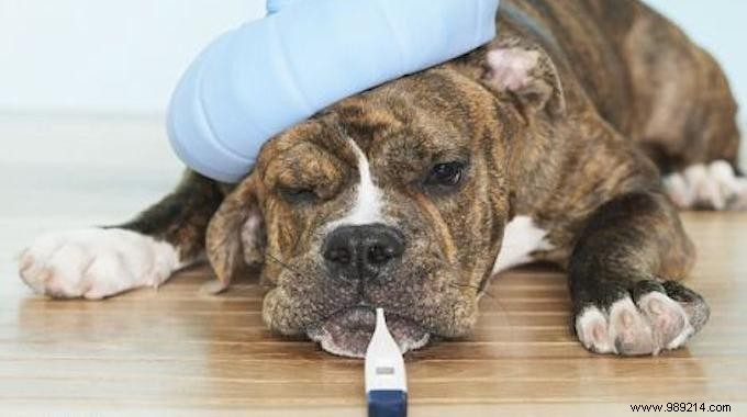 5 Time-Tested Natural Foods to Strengthen Immunity Against Colds, Fevers, and Flu