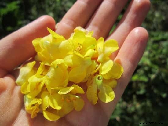 14 Proven Natural Remedies for Fast Cold Relief