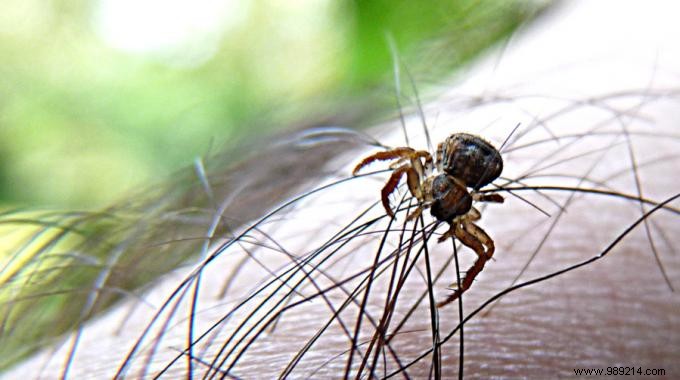 Safe Tick Removal: Proven Step-by-Step Guide Using a Tick Hook