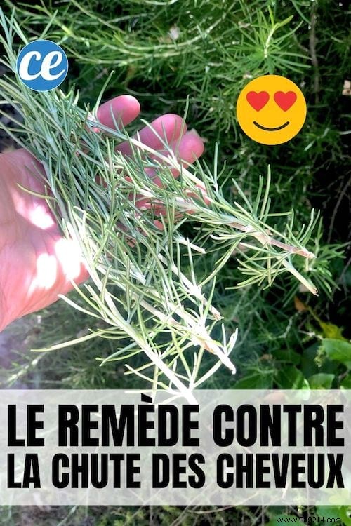 Stop Hair Loss Naturally: The Rosemary Infusion Remedy Backed by Tradition