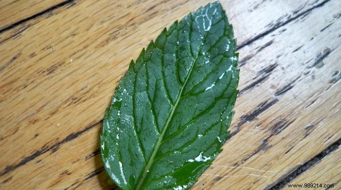 3 Surprising Benefits of Mint: Digestion Boost, Pest Repellent, and Sting Relief – From Years of Home Growing