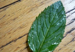 3 Surprising Benefits of Mint: Digestion Boost, Pest Repellent, and Sting Relief – From Years of Home Growing