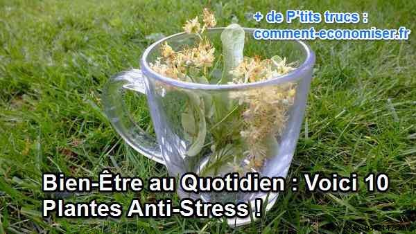 10 Proven Anti-Stress Plants for Everyday Wellness: Natural Remedies from Real Experience