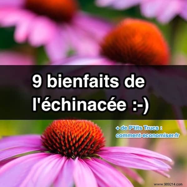 9 Science-Backed Health Benefits of Echinacea for Immunity, Skin, and More