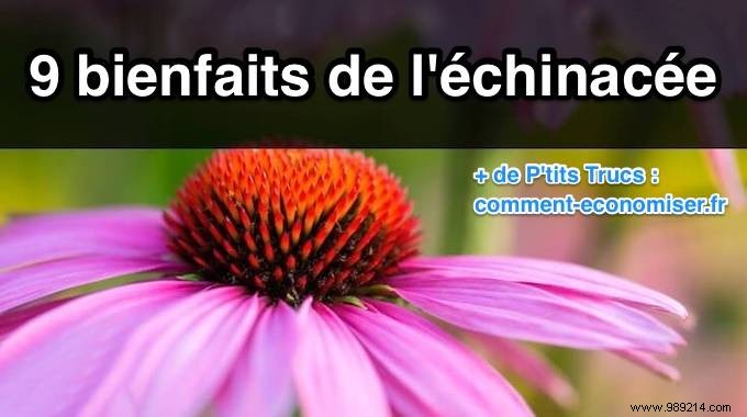 9 Science-Backed Health Benefits of Echinacea for Immunity, Skin, and More