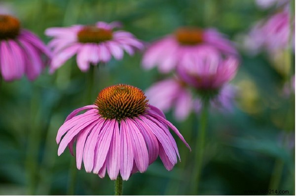 9 Science-Backed Health Benefits of Echinacea for Immunity, Skin, and More