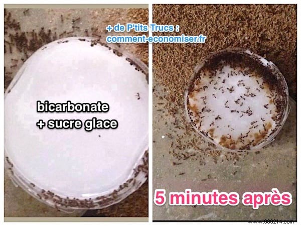 Proven Baking Soda Ant Trap: Natural, Effective Solution for Home and Garden